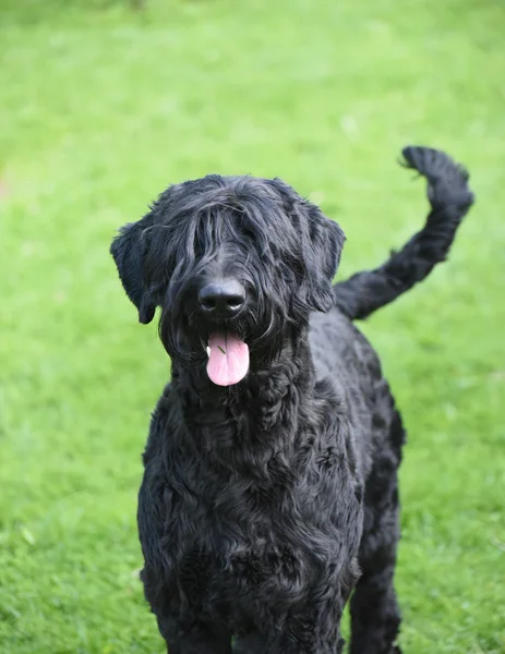 在阳光灿烂的日子的绿色草地上的可爱国内狗黑色巨型雪纳瑞犬. — 图库照片
