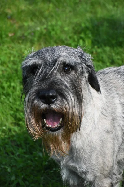 Standaard schnauzer (mittelschnauzer) op groen gras — Stockfoto