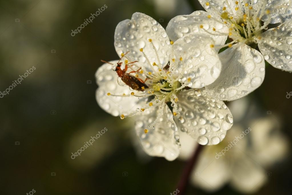 Fleur Blanche Dun Arbre Fruitier Bouchent Fleur De