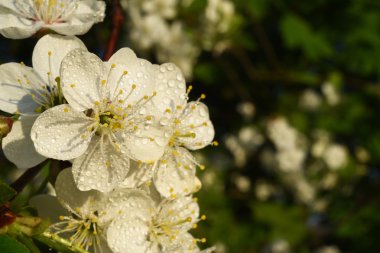 Bir meyve ağacının - beyaz çiçek kapatın. Kiraz çiçeği