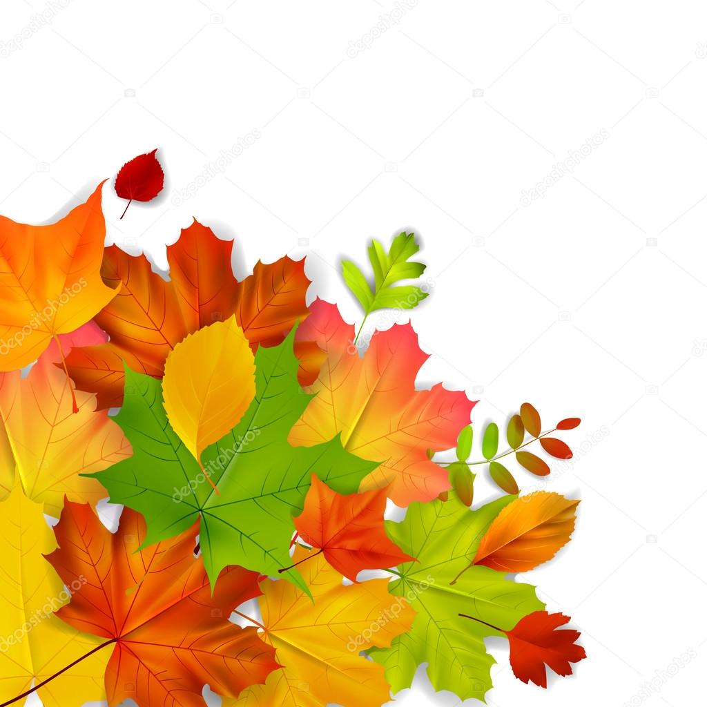 Isolaited colorful autumn leaves