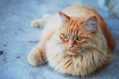 Sokağın ortasında kırmızı şişman kedi