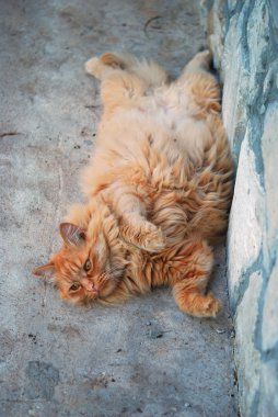 Sokağın ortasında kırmızı şişman kedi