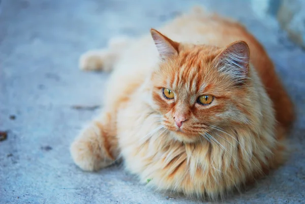 Gatto grasso rosso per strada — Foto Stock