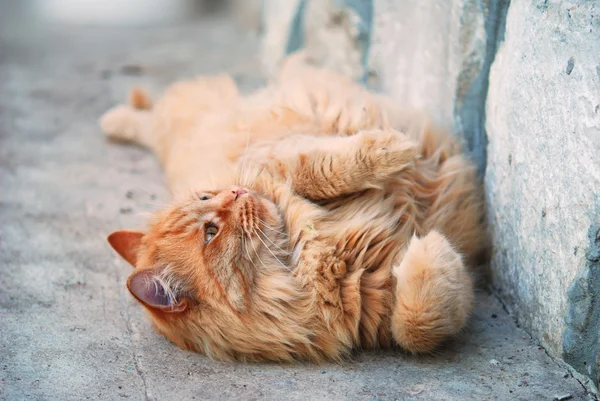 Gato gordo vermelho na rua — Fotografia de Stock