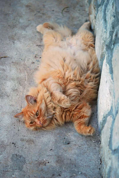 Gato gordo vermelho na rua — Fotografia de Stock