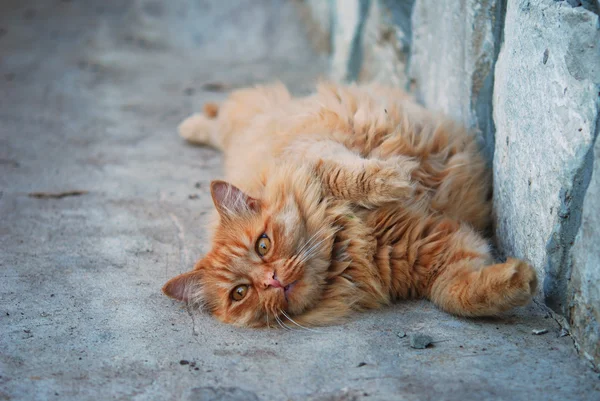Gatto grasso rosso per strada — Foto Stock