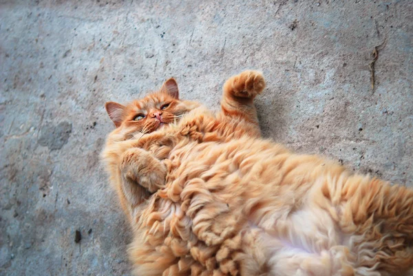 Gato gordo vermelho deitado de costas no pavimento — Fotografia de Stock