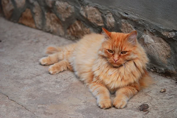 Червона товста кішка на вулиці — стокове фото