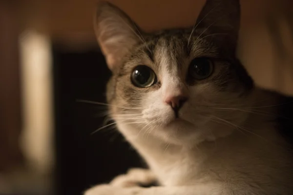 Retrato de um gato — Fotografia de Stock