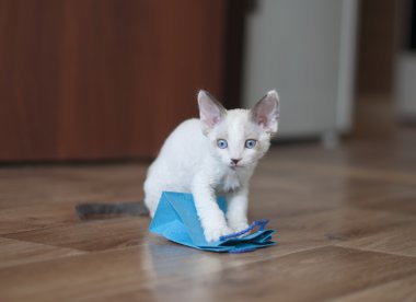 yoksun rex kedi gıda