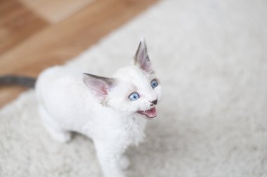 yoksun rex kedi gıda