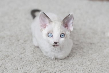 Devon rex yavru kedi
