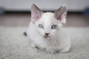 Devon rex yavru kedi