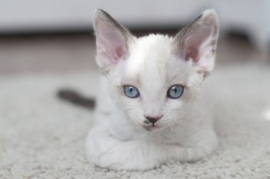 Devon rex yavru kedi