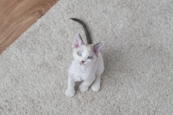 Gatito Devon-Rex —  Fotos de Stock