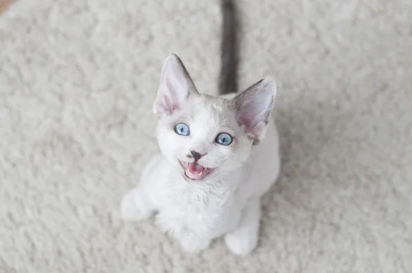 Kleines devon rex kätzchen — Stockfoto