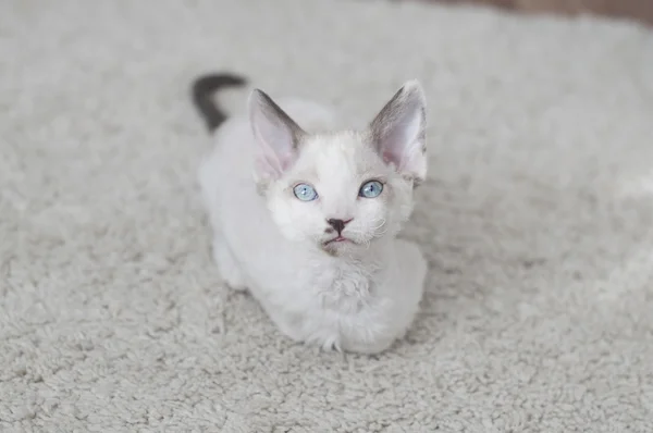 Devon rex kätzchen — Stockfoto