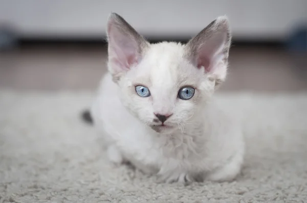 Devon rex kotek — Zdjęcie stockowe