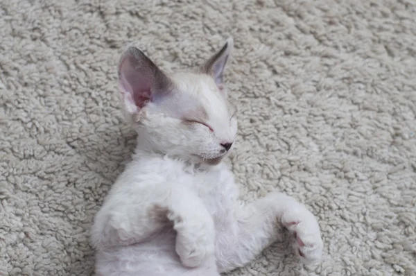 Gatito Devon-Rex — Foto de Stock