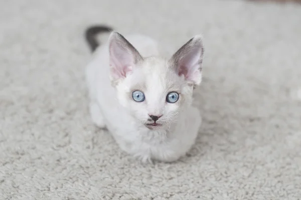 Photos De Le Chaton Albinos Images De Le Chaton Albinos Depositphotos Photos De Le Chaton Albinos Images De Le Chaton Albinos Depositphotos