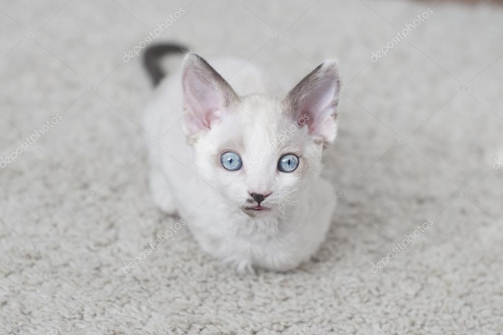 Le Chaton Albinos Images Libres De Droit Photos De Le Chaton Albinos Depositphotos Le Chaton Albinos Images Libres De Droit Photos De Le Chaton Albinos Depositphotos
