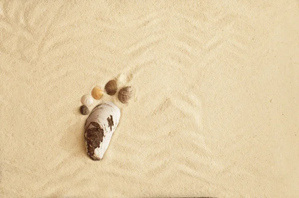 Sea shells footprint — Stock Photo, Image