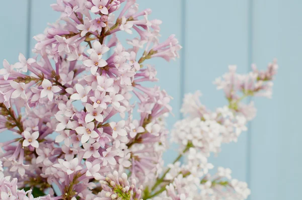 Bunch of lilac — Stock Photo, Image