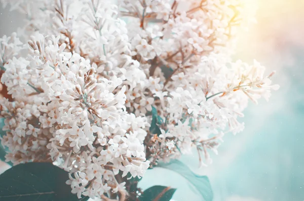 Lilas en fleurs d'été — Photo