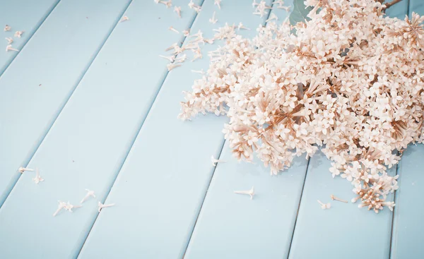 Summer blooming lilac — Stock Photo, Image