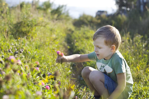 Schattige kleine jongen klaver bloemen plukken — Stockfoto