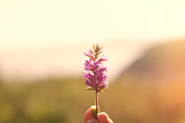 Fioletowa Heather — Zdjęcie stockowe