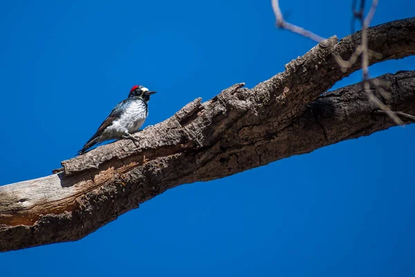 An Acorn Woodpecker in Sierra Vista, Arizona