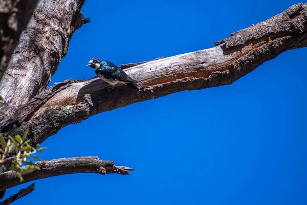 An Acorn Woodpecker in Sierra Vista, Arizona