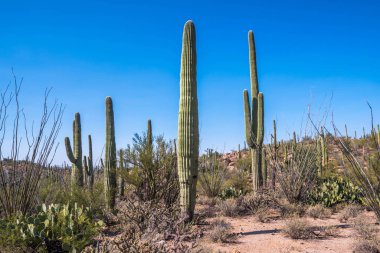 Saguaro Ulusal Parkı, Arizona 'da uzun ince bir Saguaro Kaktüsü.