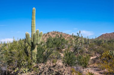 Saguaro Ulusal Parkı, Arizona 'da uzun ince bir Saguaro Kaktüsü.