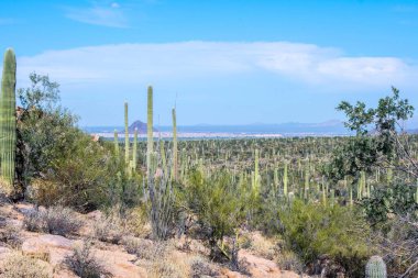 Saguaro Ulusal Parkı, Arizona 'da uzun ince bir Saguaro Kaktüsü.