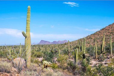 Saguaro Ulusal Parkı, Arizona 'da uzun ince bir Saguaro Kaktüsü.