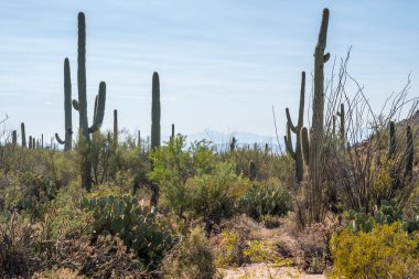 Saguaro Ulusal Parkı, Arizona 'da uzun ince bir Saguaro Kaktüsü.