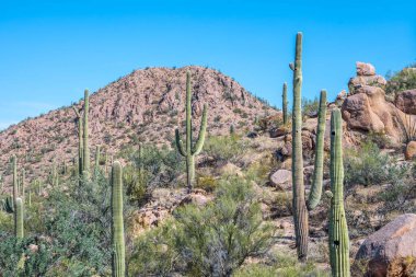 Saguaro Ulusal Parkı, Arizona 'da uzun ince bir Saguaro Kaktüsü.