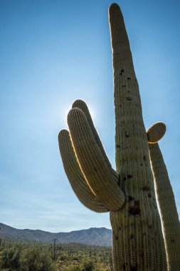 Saguaro Ulusal Parkı, Arizona 'da uzun ince bir Saguaro Kaktüsü.