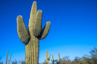 Saguaro Ulusal Parkı, Arizona 'da uzun ince bir Saguaro Kaktüsü.