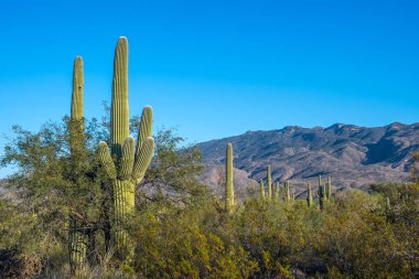Saguaro Ulusal Parkı, Arizona 'da uzun ince bir Saguaro Kaktüsü.