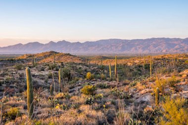 Saguaro Ulusal Parkı, Arizona 'da uzun ince bir Saguaro Kaktüsü.