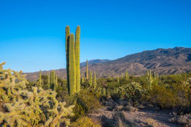 Saguaro Ulusal Parkı, Arizona 'da uzun ince bir Saguaro Kaktüsü.