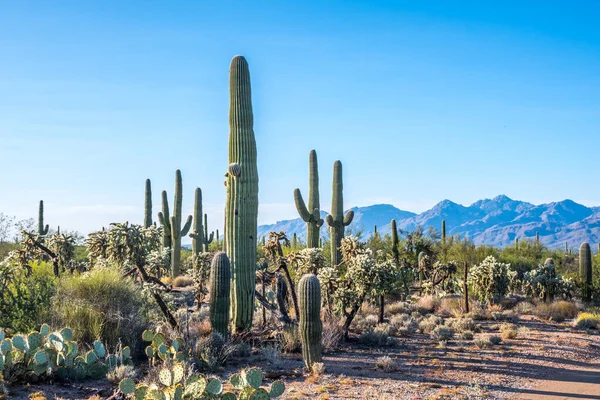 Saguaro Ulusal Parkı, Arizona 'da uzun ince bir Saguaro Kaktüsü.