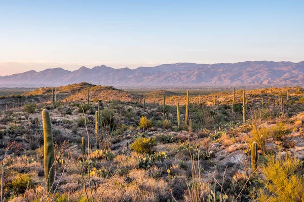 Long Slender Saguaro Cactus Saguaro National Park Arizona — Stock Photo, Image