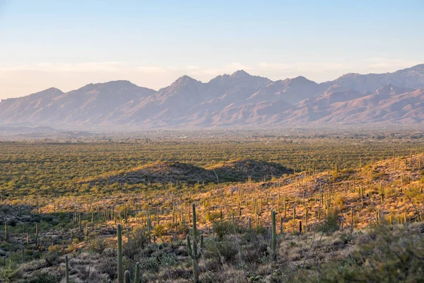 Long Slender Saguaro Cactus Saguaro National Park Arizona — Stock Photo, Image