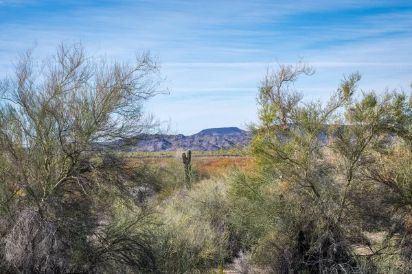 Overlooking View Nature Yuma Arizona — Stock Photo, Image