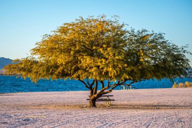 Arizona Havasu Gölü 'nde büyük eski bir ağaç.
